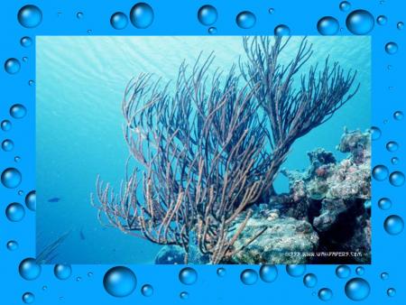 la beaut&eacute; du fond marin