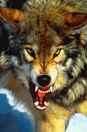 IL GROGNE MAIS IL MORD PAS