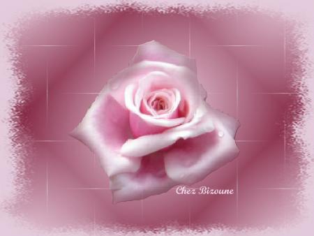 ma fleur preferer qu elle que sois sa couleur