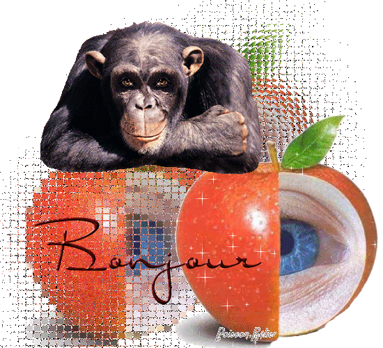 bonjour tout le monde