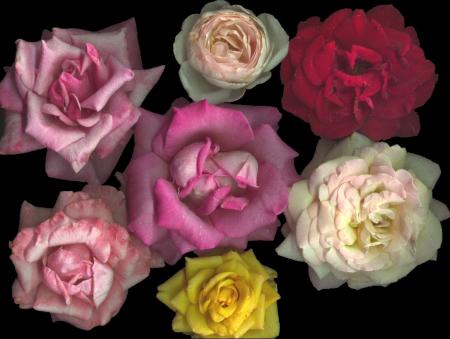 ROSES MULTICOLORE