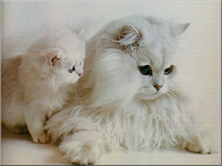 C EST  MIGNON CES PTITES BETES LA