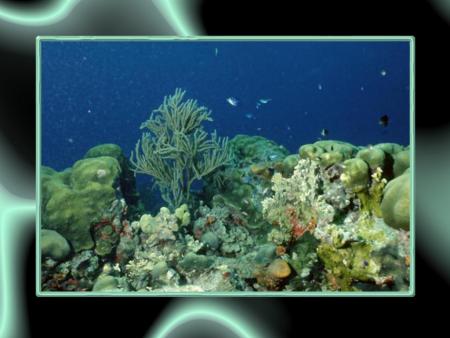 la beaut&eacute; du fond marin