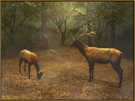 un ptit coin de foret