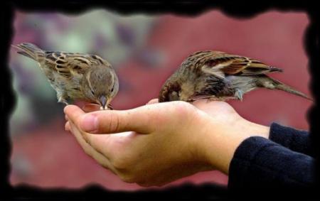 dedier a ma belle mere en ce jours d'anniversaire