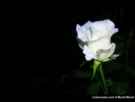 Les Roses Blanches