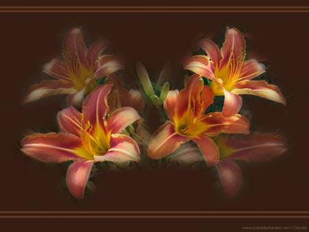 J'ai cueilli cette fleur pour toi sur la colline