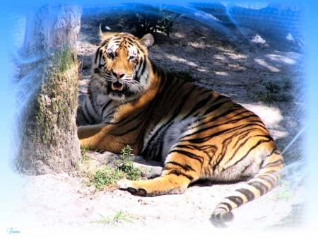 un tigre