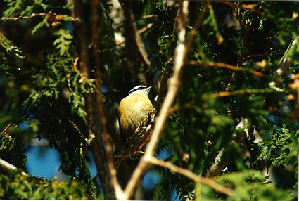 �coute tous ces oiseaux