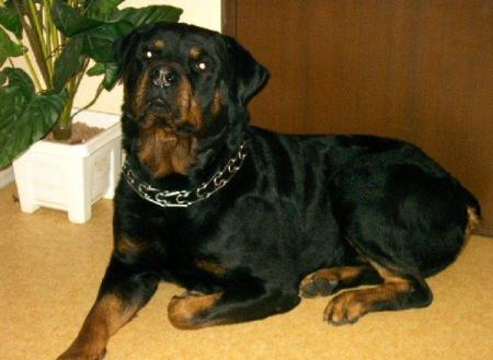 mon Rottweiler  (urgo) ag&eacute; de 24 mois)