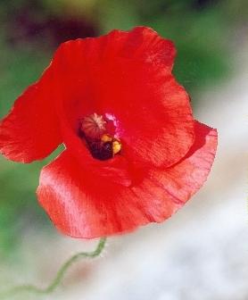 Le coquelicot