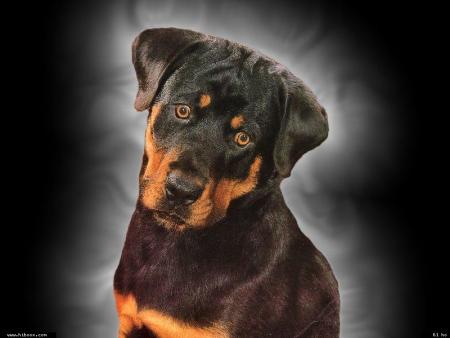 Parce que j'aime cette terre