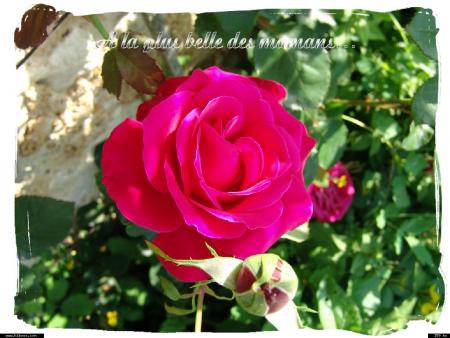 Petite maman !