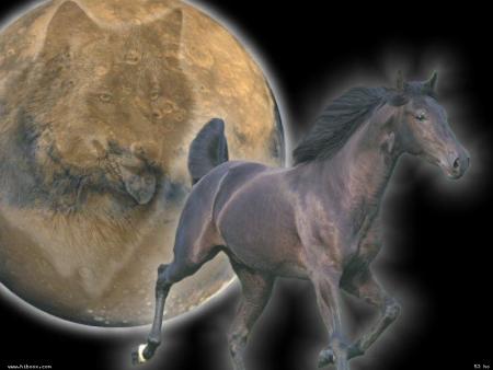 Une rose dans mon jardin termine sa vie