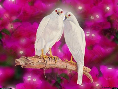 N�oubliez pas leurs combats