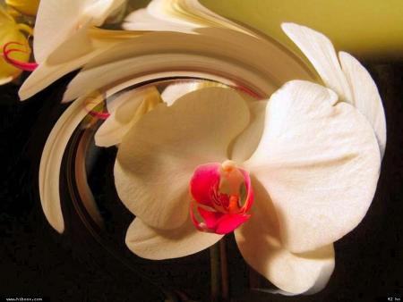 Des fleurs! Des fleurs!