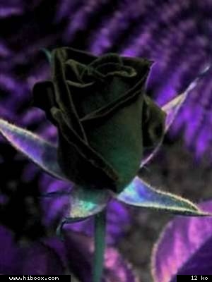 Chaque jour, j'admirais cette beaut&eacute;