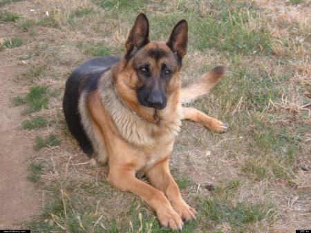 tres bon souvenir avec rintintin