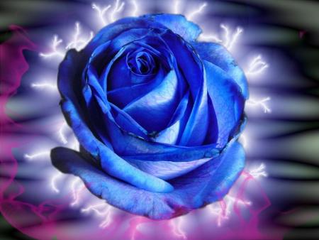 la rose