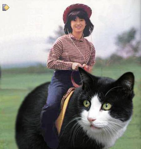 c est pas a dada c est a chat chat