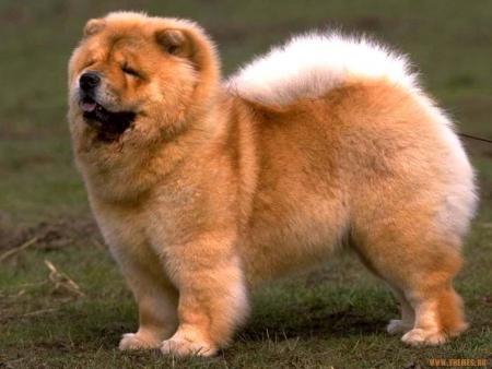 mon 1er chien personnel unchow chow