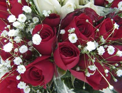 une rose ma dit
