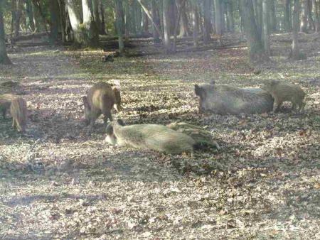SANGLIER EN FORET ARDENNAISE