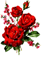 la rose