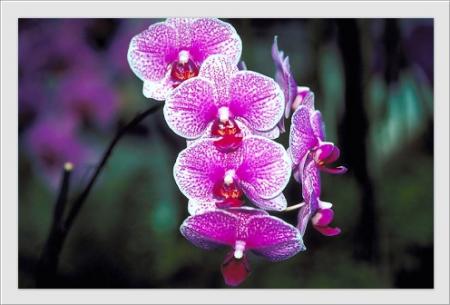 orchidée offerte par mon amie claire