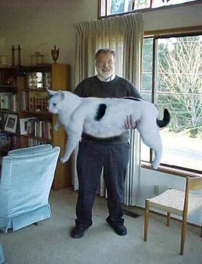 t'en a pas un comme sa