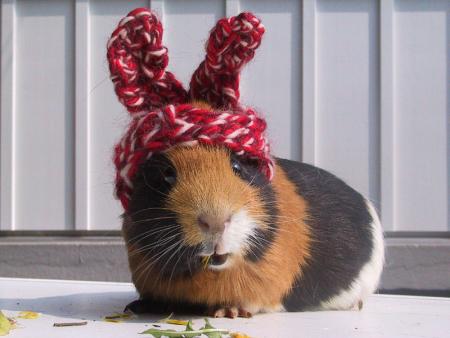 le monde animal