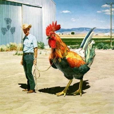 hoo le beau coq