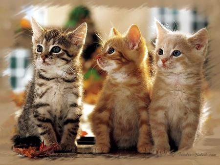 rien que pour la beaut&eacute;