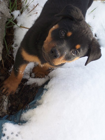rottweiller dansla neige