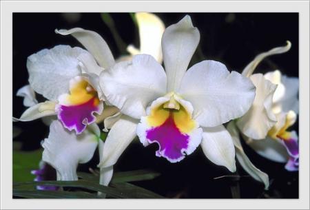 orchidée