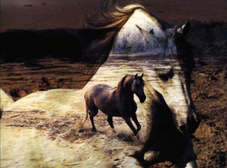le monde animal