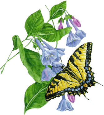 citations sur le coeur