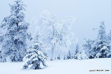 paysage hivernal
