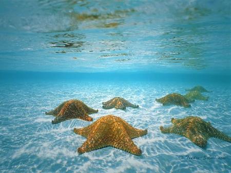 tout simplement genial