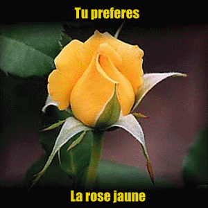 dis moi laquelle tu prefere