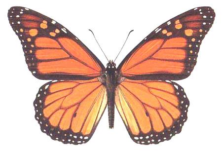 l'homme est comme le papillon