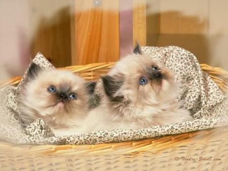 tout simplement genial