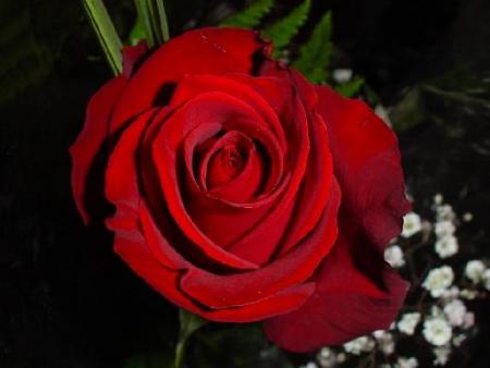 Une rose d'amour