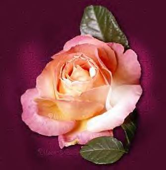 pour toi mon amie claire